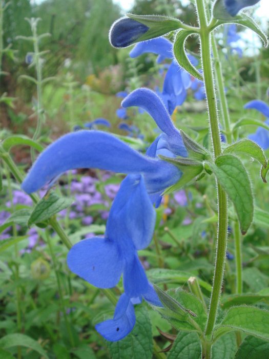 Salvia patens 'Blue Angel' fleur